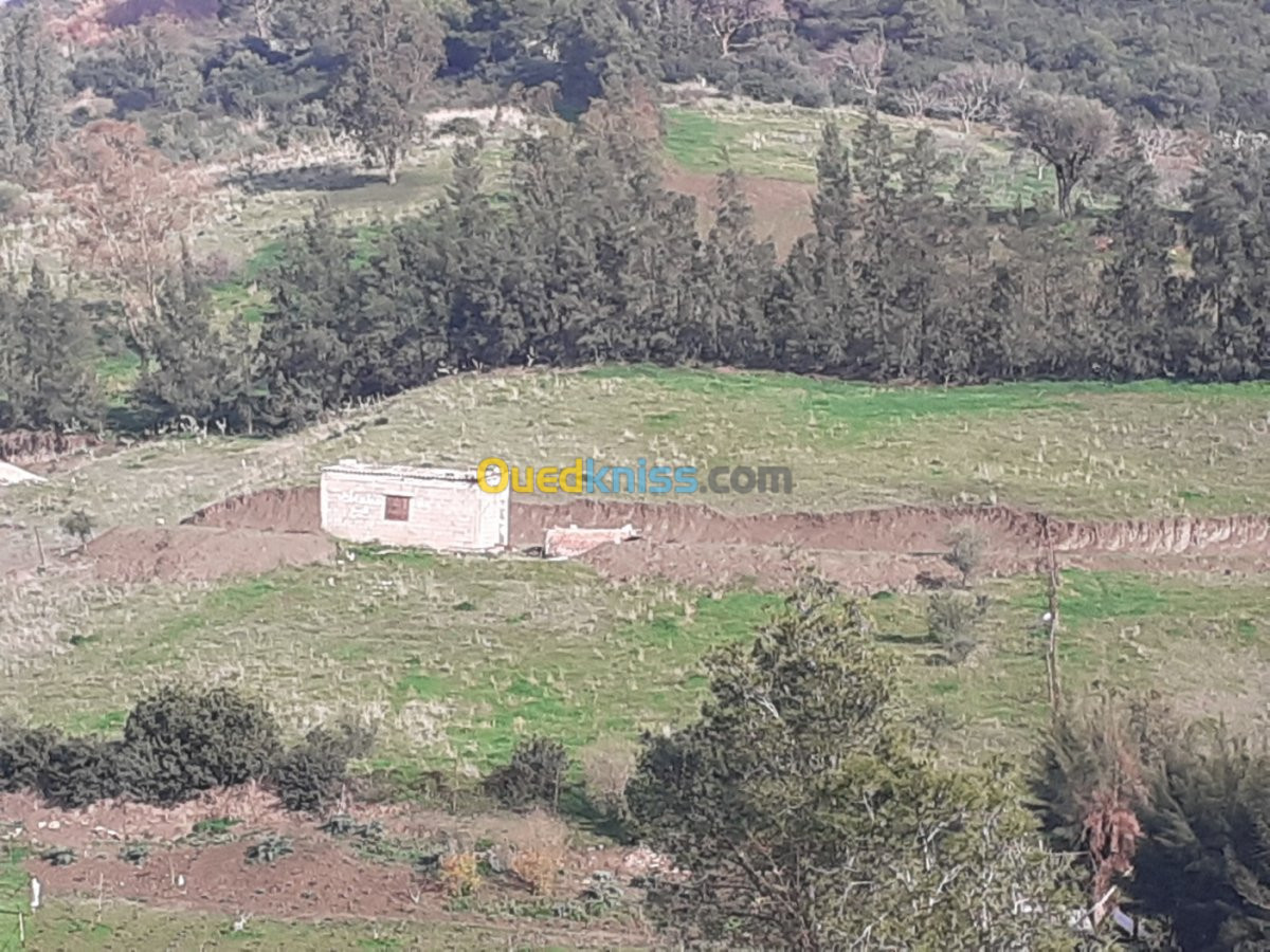 Vente Terrain Blida Hammam melouane