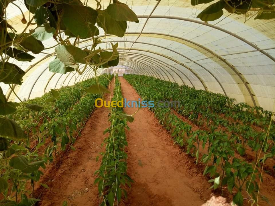 Vente Terrain Agricole Djelfa Hassi bahbah