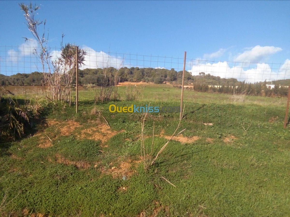 Vente Terrain Agricole Tipaza Sidi rached