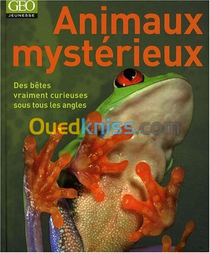 Animaux mystérieux. Des bêtes vraiment curieuses sous tous les angles.