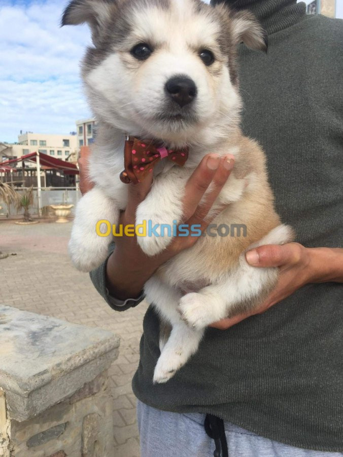 Husky sibérien poil lang