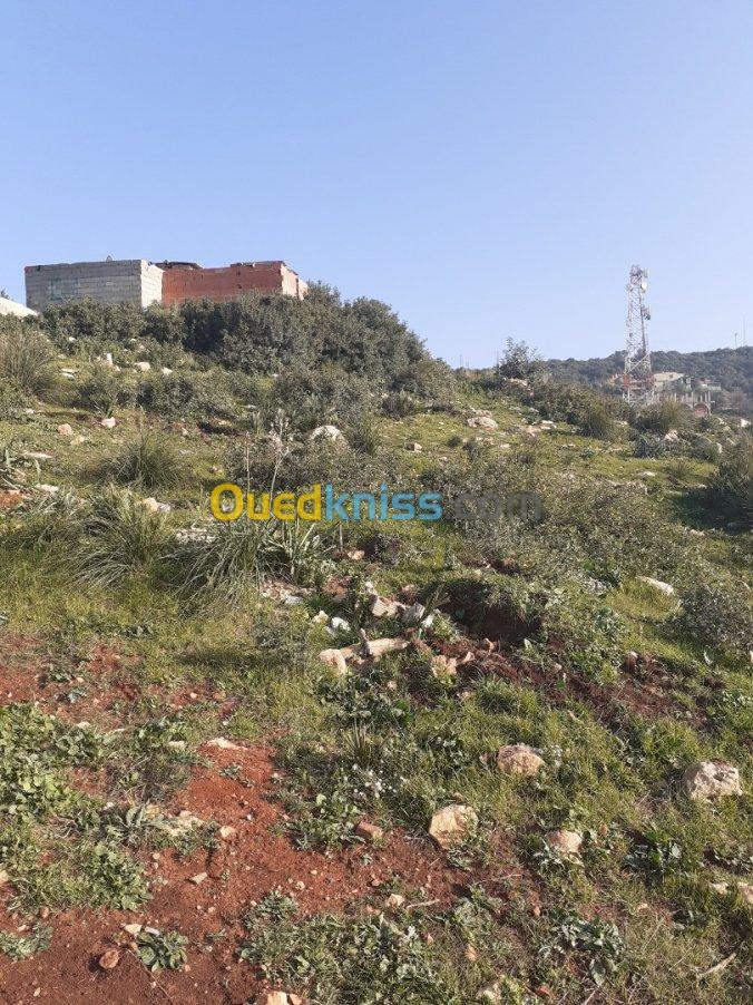 Vente Terrain Blida Meftah