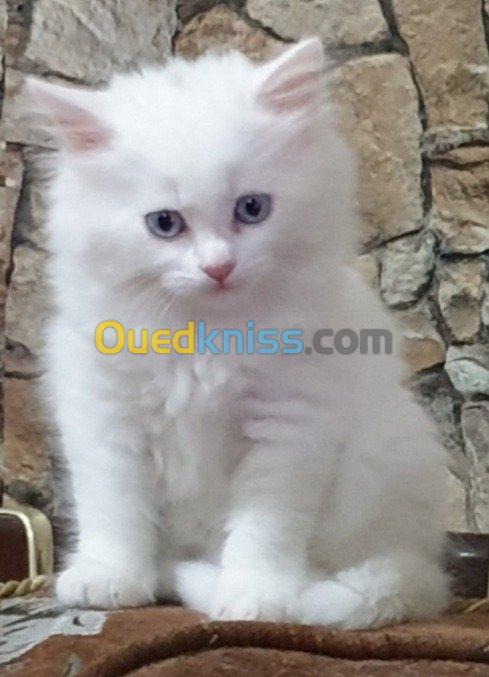  Chaton persan Blanche neige 