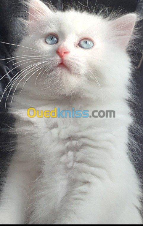  Chaton persan Blanche neige 