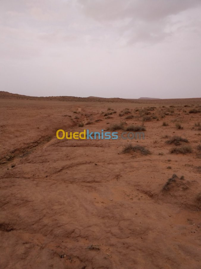 Vente Terrain El bayadh Bougtoub