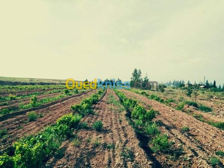 Vente Terrain Agricole Naama Ain ben khelil