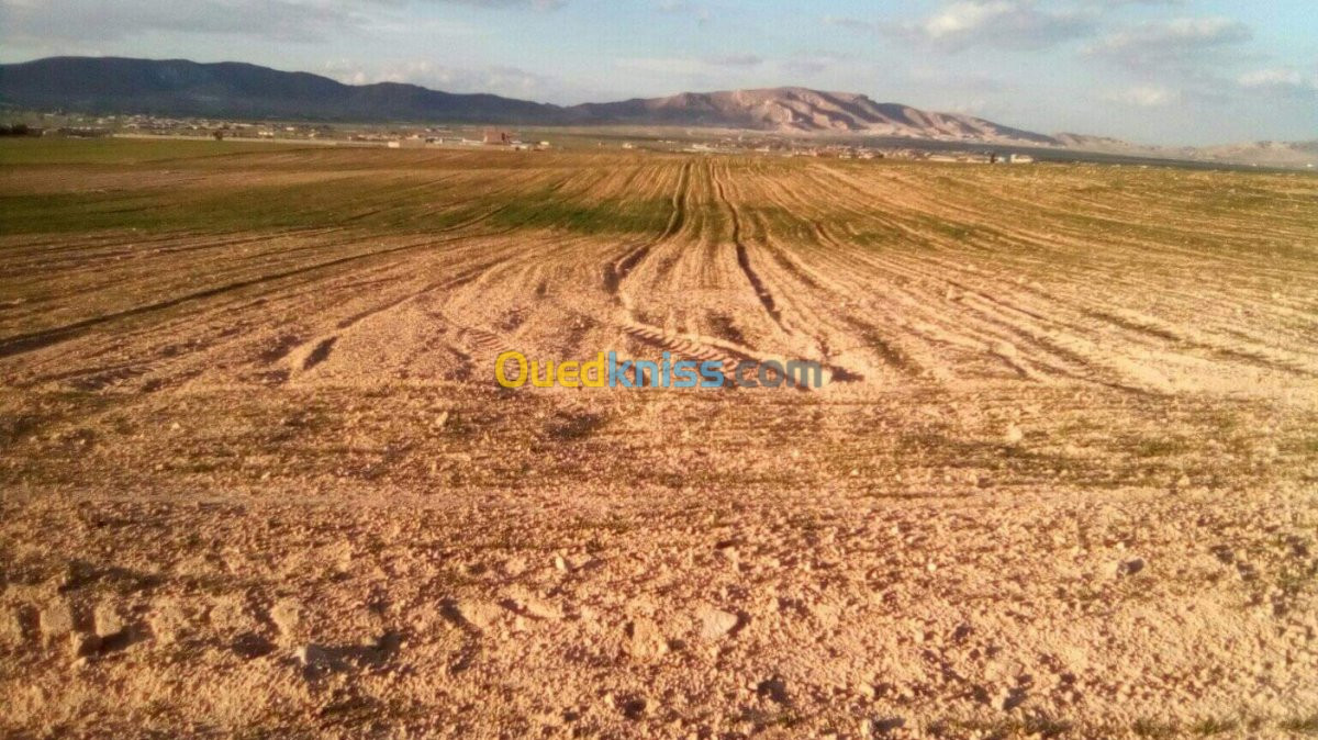 Vente Terrain Setif Bir haddada