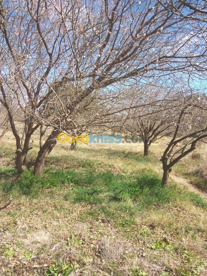 Vente Terrain Agricole Djelfa Djelfa