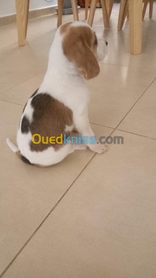 Chiot beagle lemon