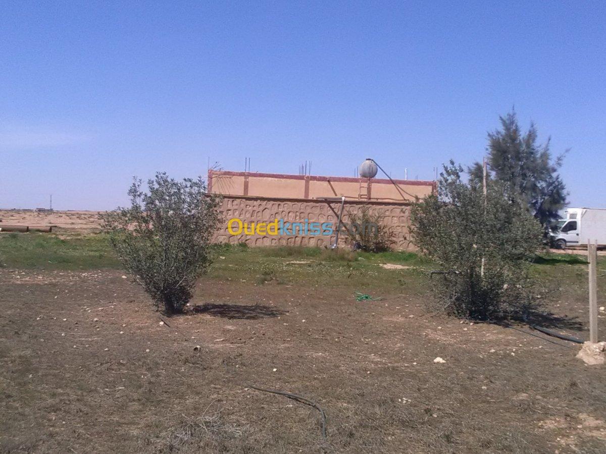 Vente Terrain Agricole Djelfa Benhar