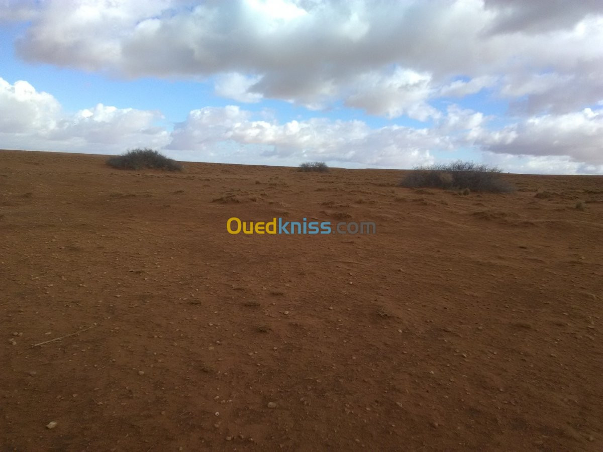 Vente Terrain Agricole Djelfa Benhar