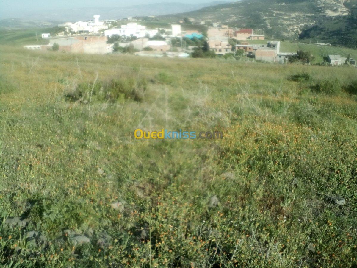 Vente Terrain Ain temouchent Oulhaca el gheraba