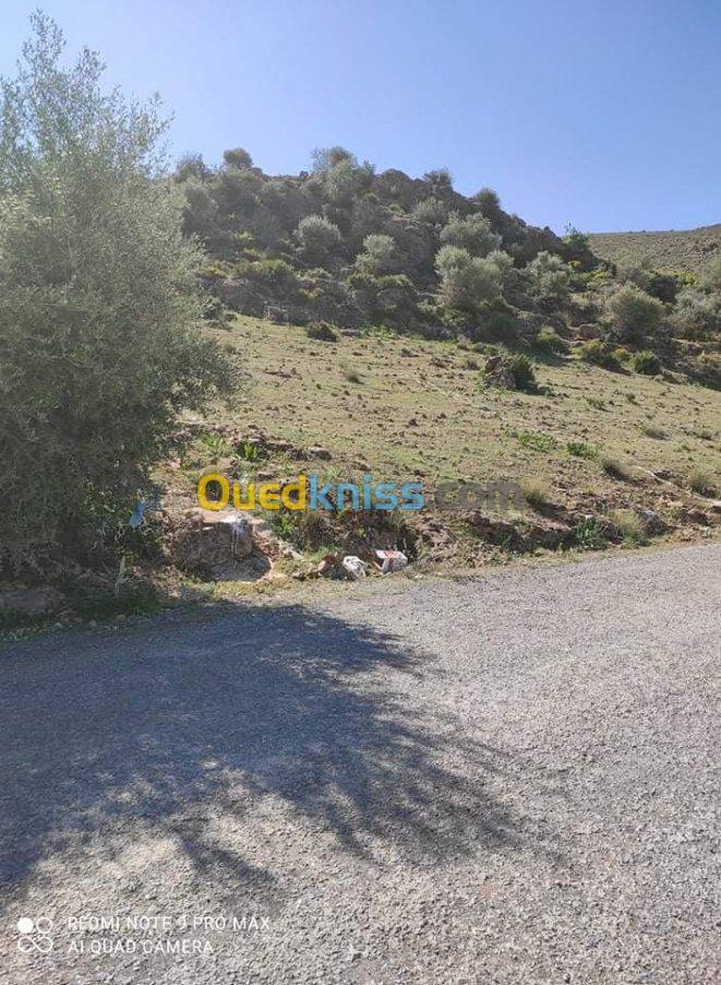 Sell Land Tlemcen Beni mester