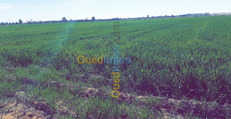 Vente Terrain El oued Beni guecha