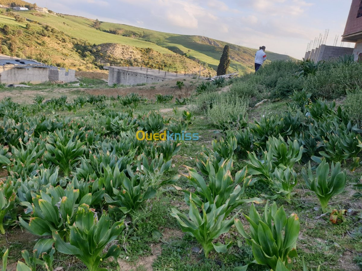 Vente Terrain Constantine Constantine