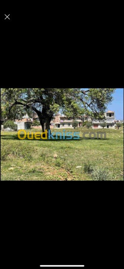 Vente Terrain Jijel Emir abdelkader