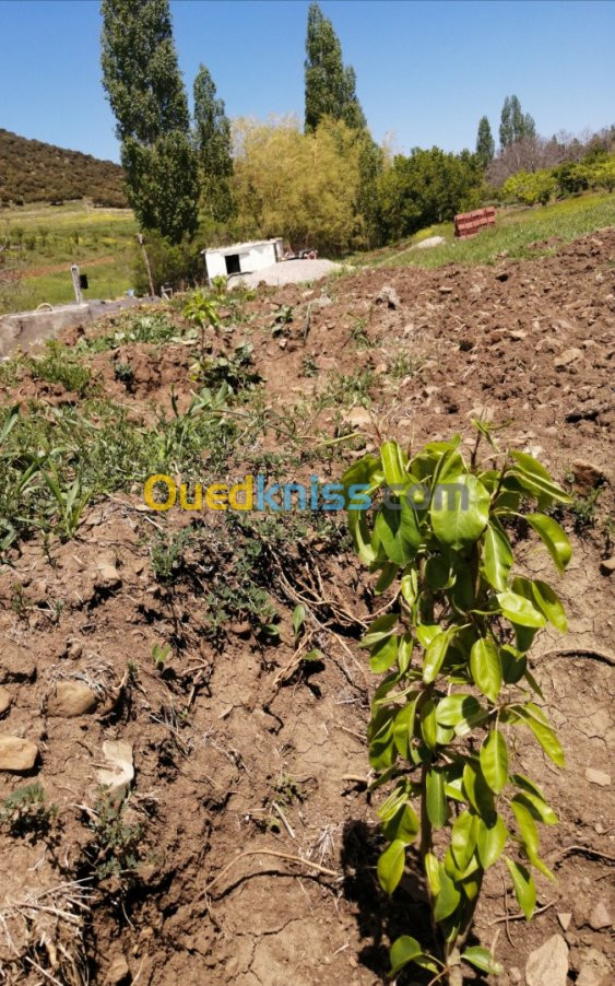 Vente Terrain Agricole Batna Batna