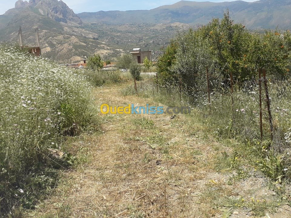 Vente Terrain Jijel Sidi maarouf