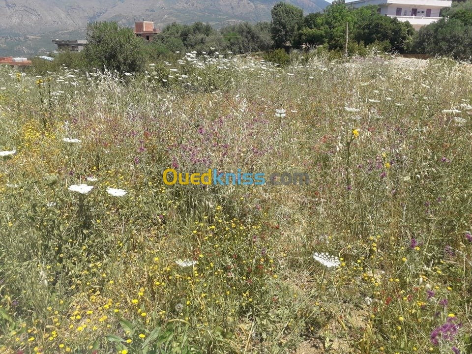 Vente Terrain Jijel Sidi maarouf