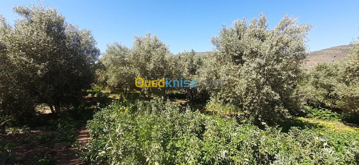 Vente Terrain Agricole Tlemcen Souani