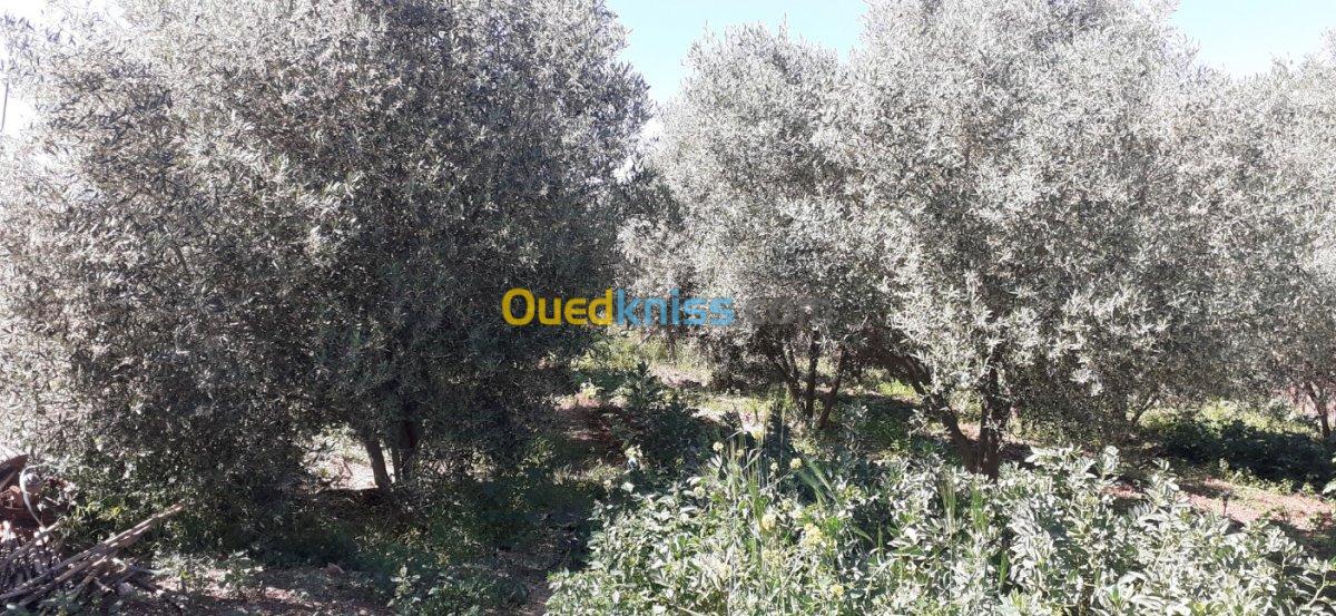 Vente Terrain Agricole Tlemcen Souani