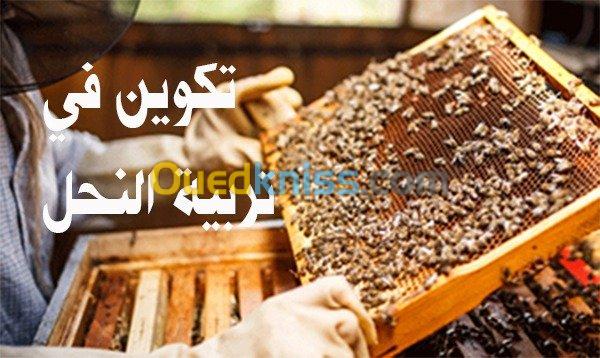 تكوين في تربية النحل Apiculture