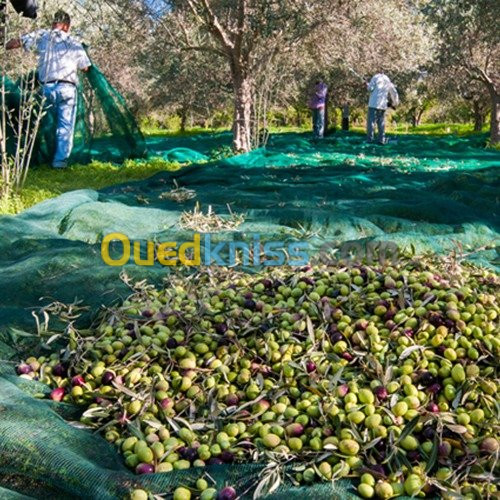 Filet récolte des olives 30m × 3m 