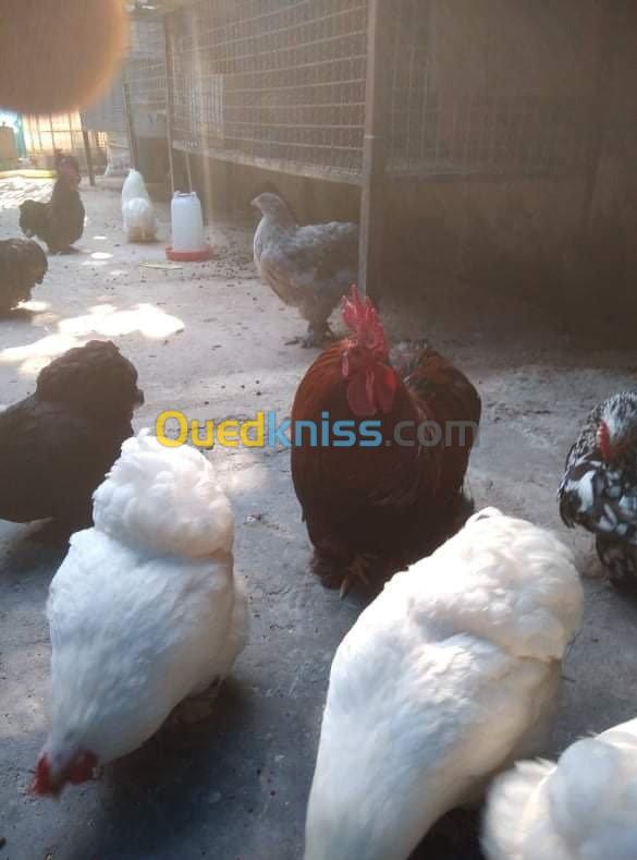 Poulet bantam de Pékin / oeufs 