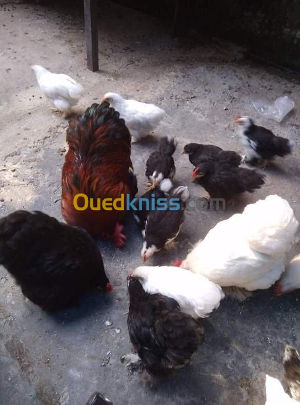 Poulet bantam de Pékin / oeufs 