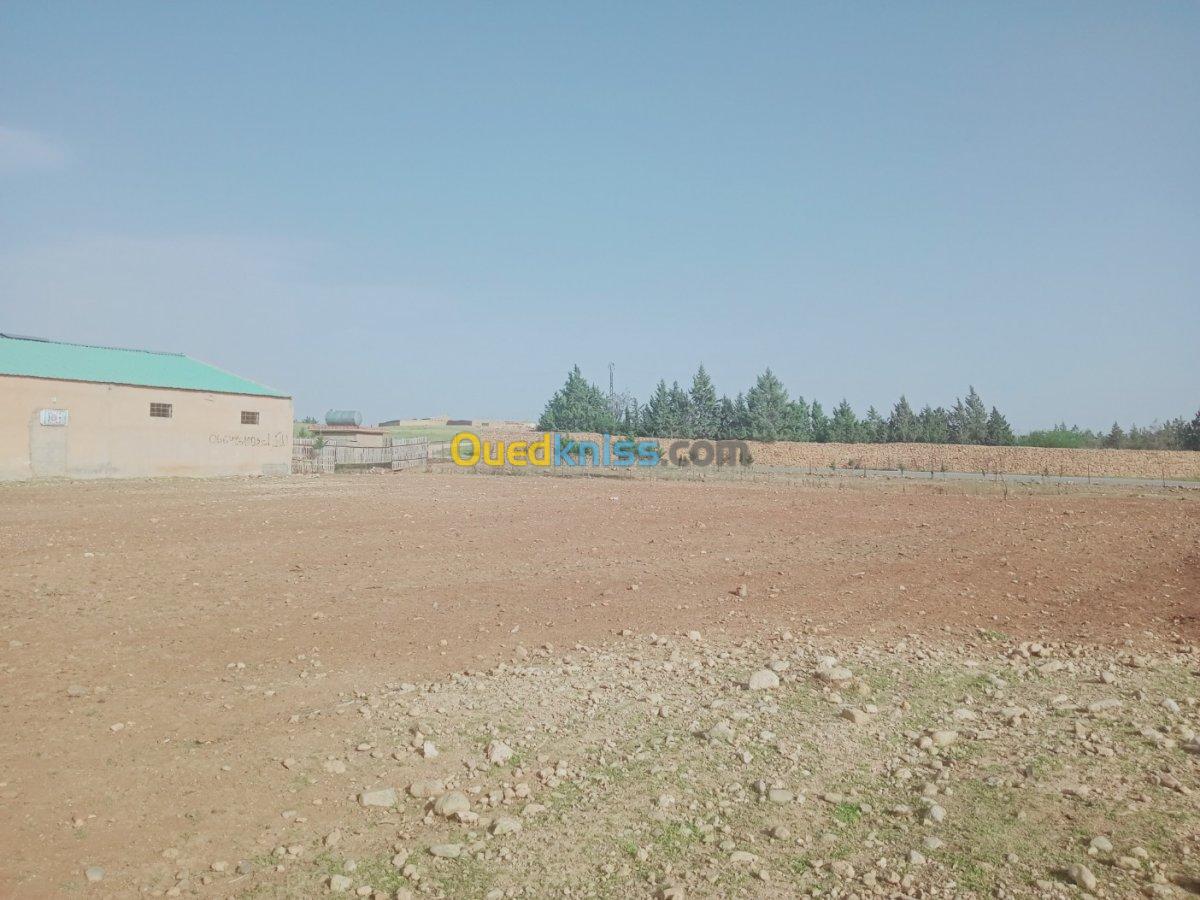 Location Hangar Batna Ouyoun el assafir