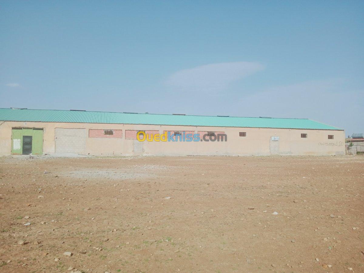 Location Hangar Batna Ouyoun el assafir