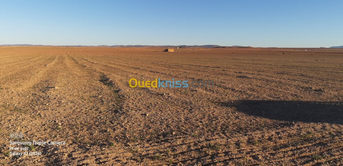 Vente Terrain Agricole Tlemcen Sebdou