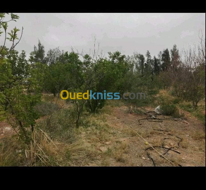 Vente Terrain Agricole Biskra Ouled djellal