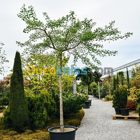 Arbres Ginkgo Biloba