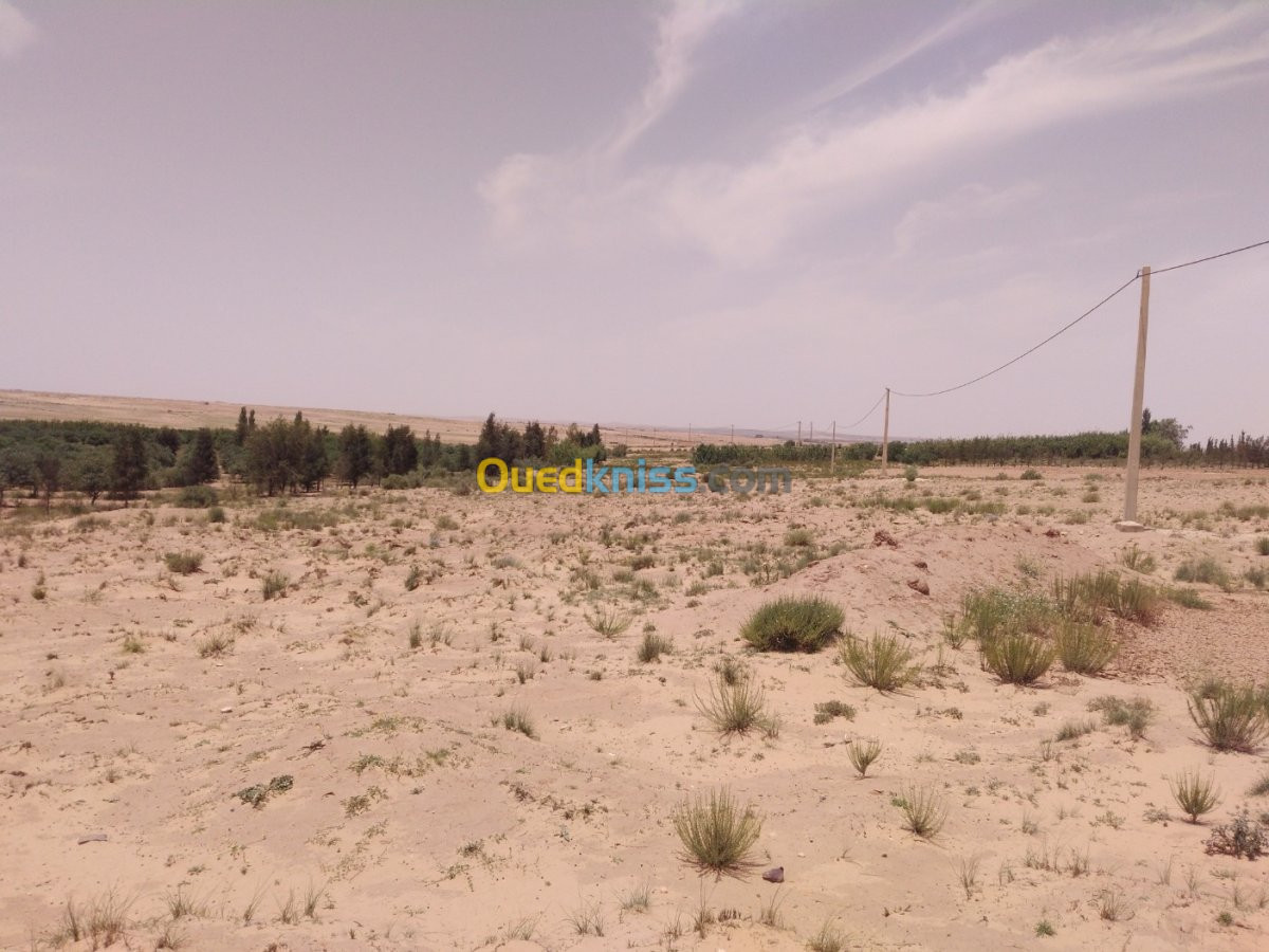 Vente Terrain Djelfa El idrissa