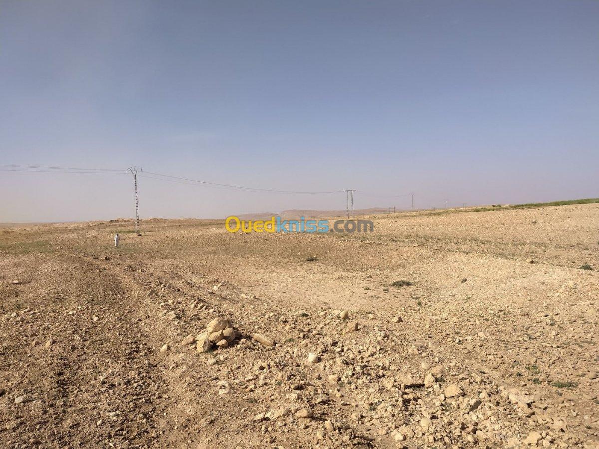 Vente Terrain Agricole Djelfa Ain el ibel