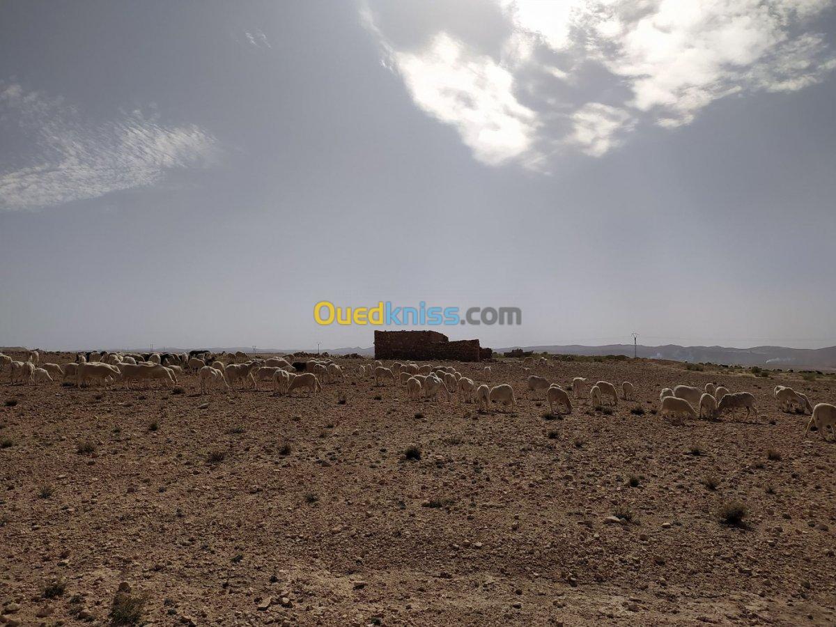 Vente Terrain Agricole Djelfa Ain el ibel