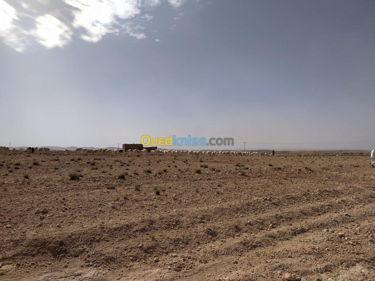 Vente Terrain Agricole Djelfa Ain el ibel