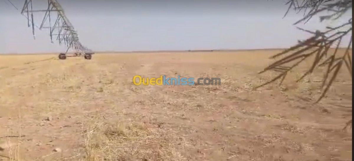 Vente Terrain Agricole Adrar Timimoun