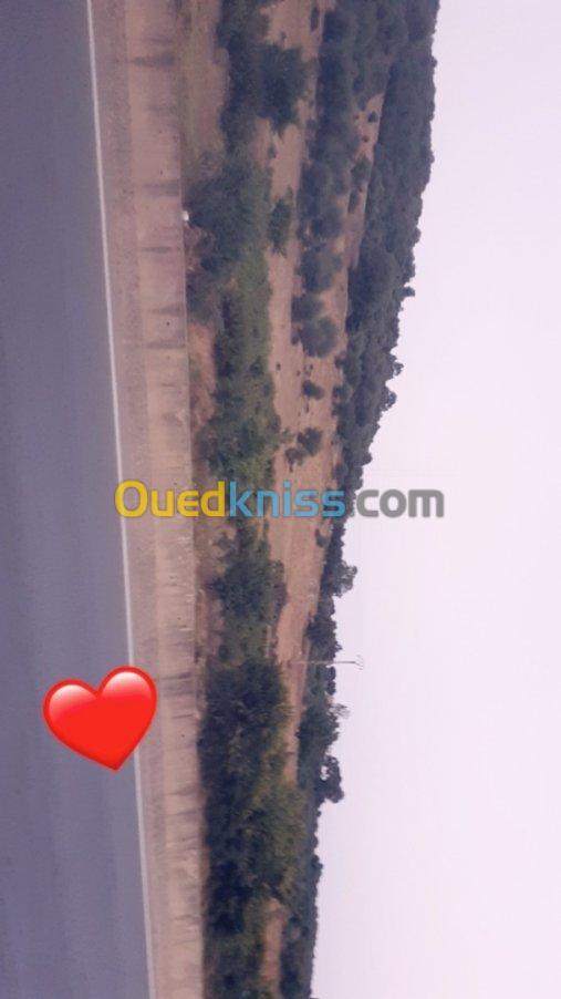 Vente Terrain Skikda Skikda