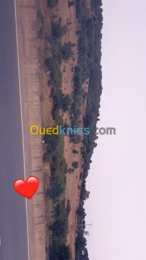 Vente Terrain Skikda Skikda