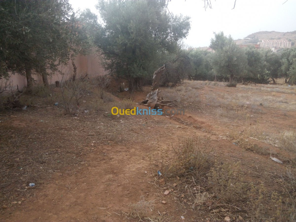 Vente Terrain Tlemcen Beni mester