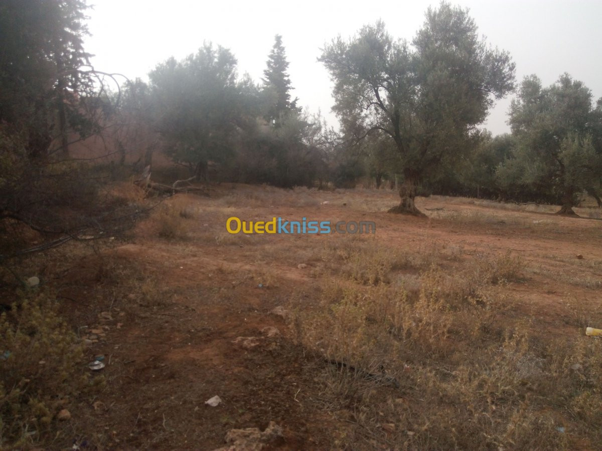 Vente Terrain Tlemcen Beni mester