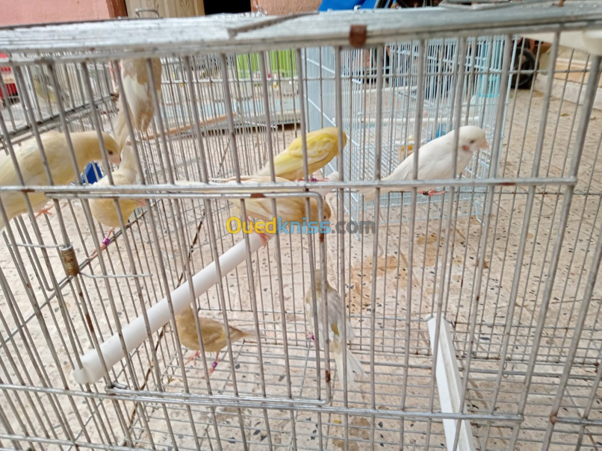 Canari jaspe et portor albino