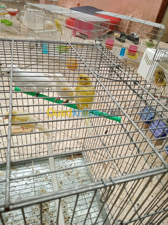 Canari jaspe et portor albino