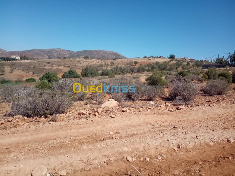 Vente Terrain Tlemcen Souahlia