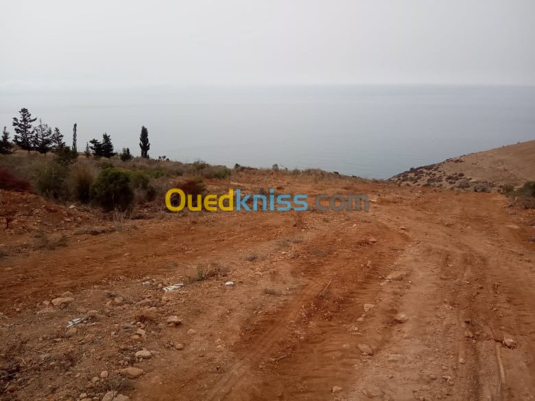 Vente Terrain Tlemcen Souahlia