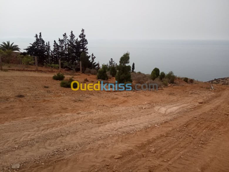 Vente Terrain Tlemcen Souahlia