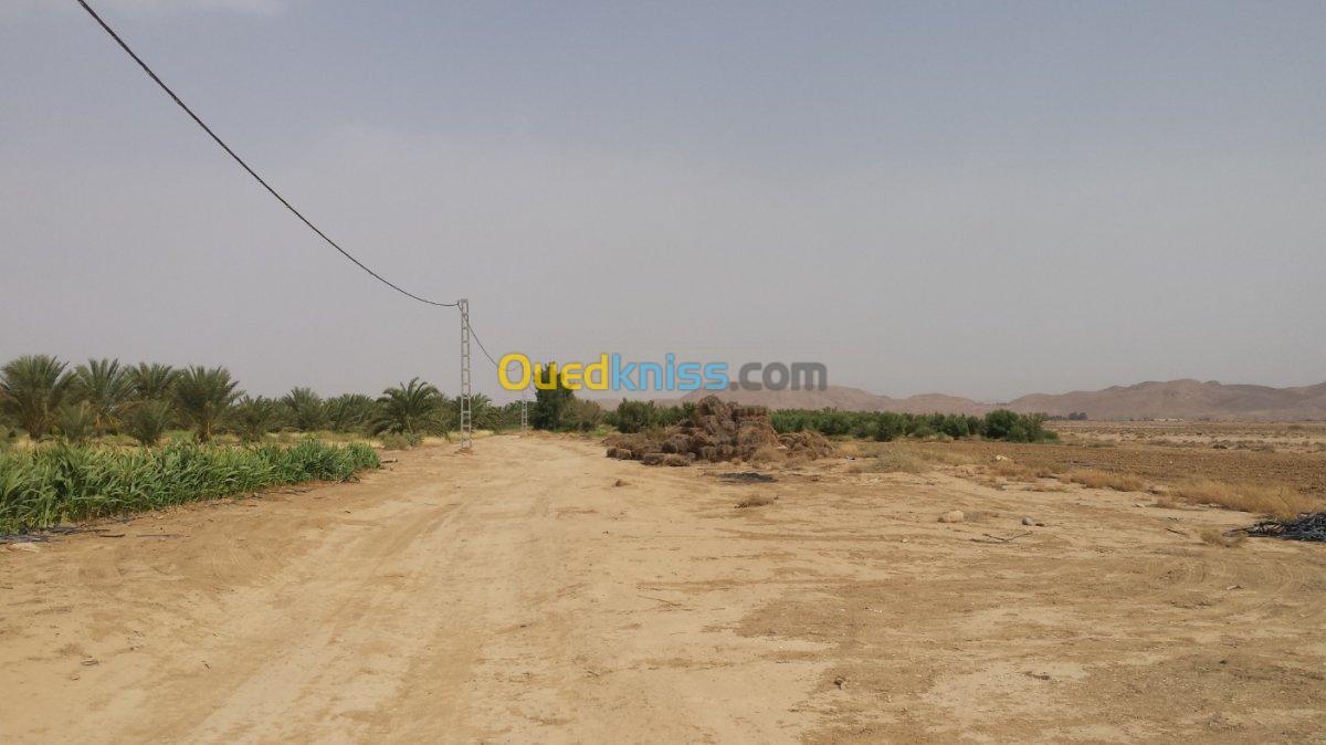 Vente Terrain Agricole Biskra Sidi okba