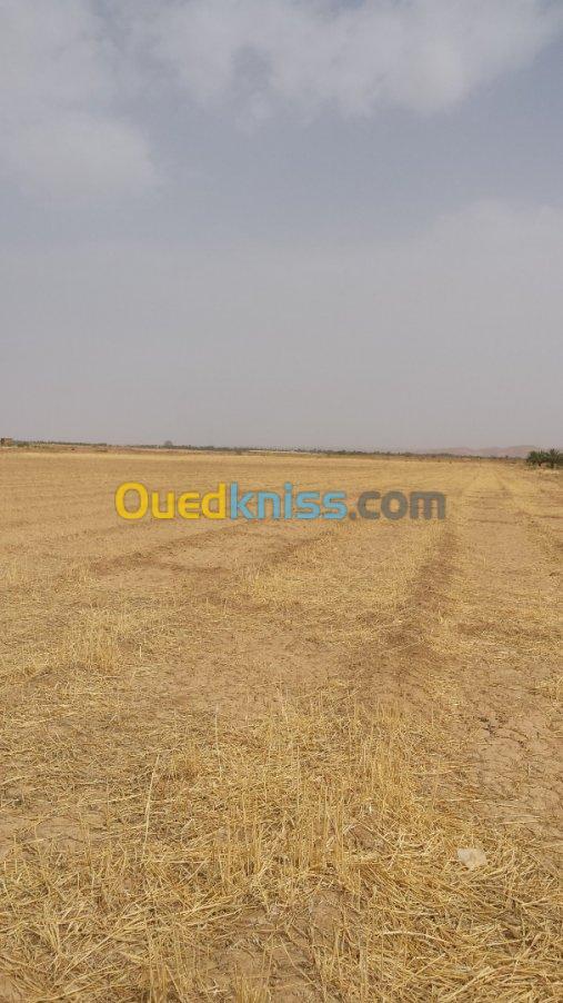 Vente Terrain Agricole Biskra Sidi okba